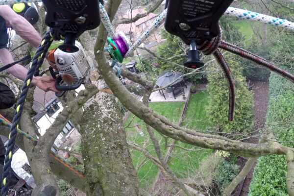 Out the Ground | Tree Felling | Tree Surgeon | Tree Services