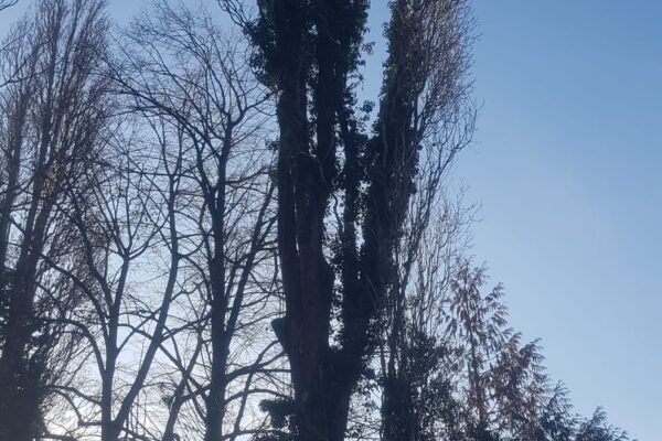 Out the Ground | Tree Felling | Tree Surgeon | Tree Services