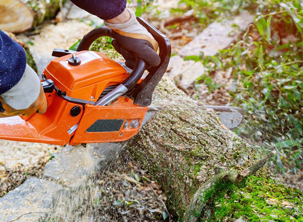 Tree Felling Uxbridge | Out of The Ground