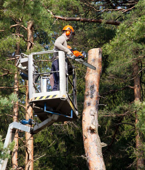 Tree Felling in Bracknell | Out Of The Ground