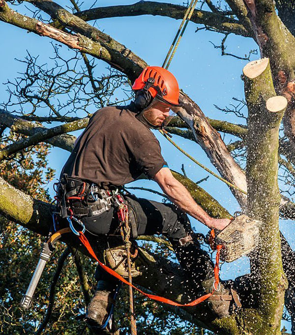 Tree Surgeon in Bracknell | Out Of The Ground