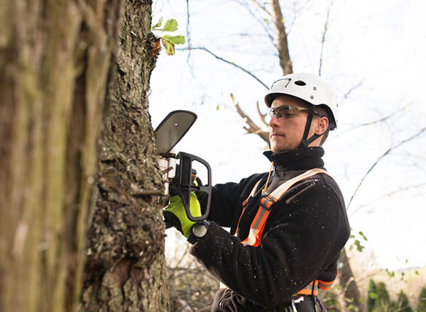 Tree Surgeon in Bracknell | Out Of The Ground