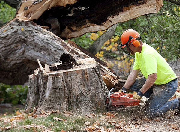Tree Felling Windsor | Out of The Ground