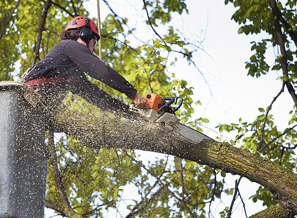 Tree Surgeon Maidenhead | Out Of The Ground
