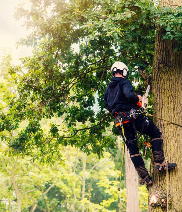 Tree Surgeon Uxbridge | Out of the Ground